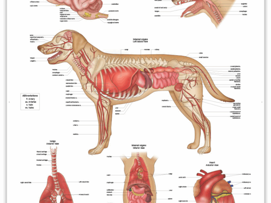 Anatomy Lab Canine Internal Anatomy Laminated Poster Anatomy Warehouse