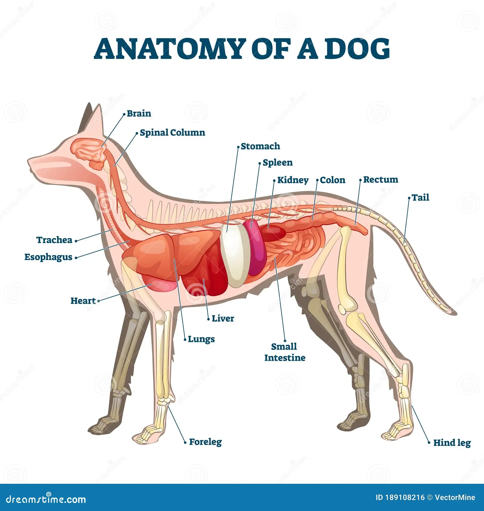 Dog Heart Anatomy Stock Illustrations 275 Dog Heart Anatomy Stock Illustrations Vectors Clipart Dreamstime