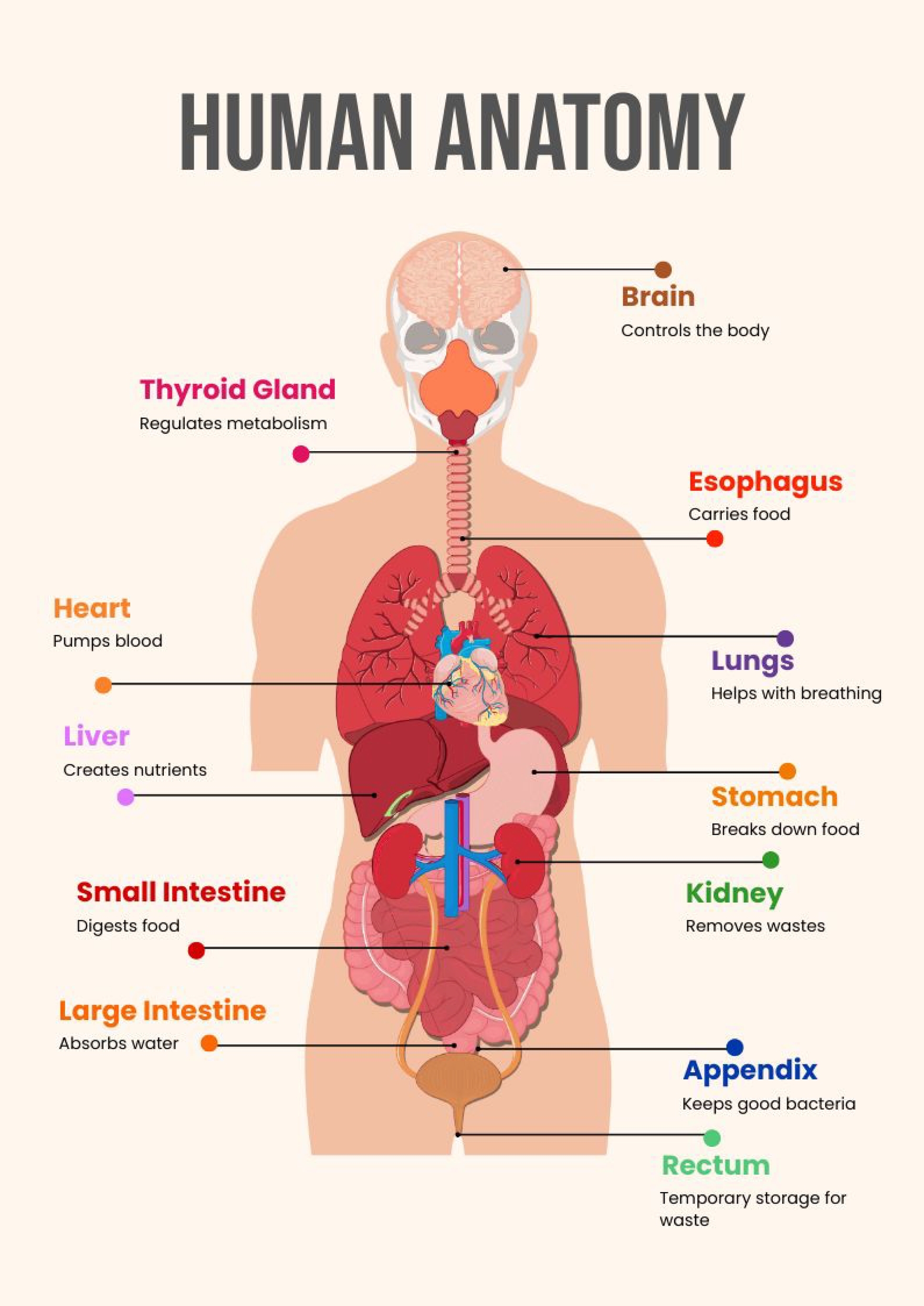 Editable Anatomy Templates In PDF To Download Editable Anatomy Templates In PDF To Download