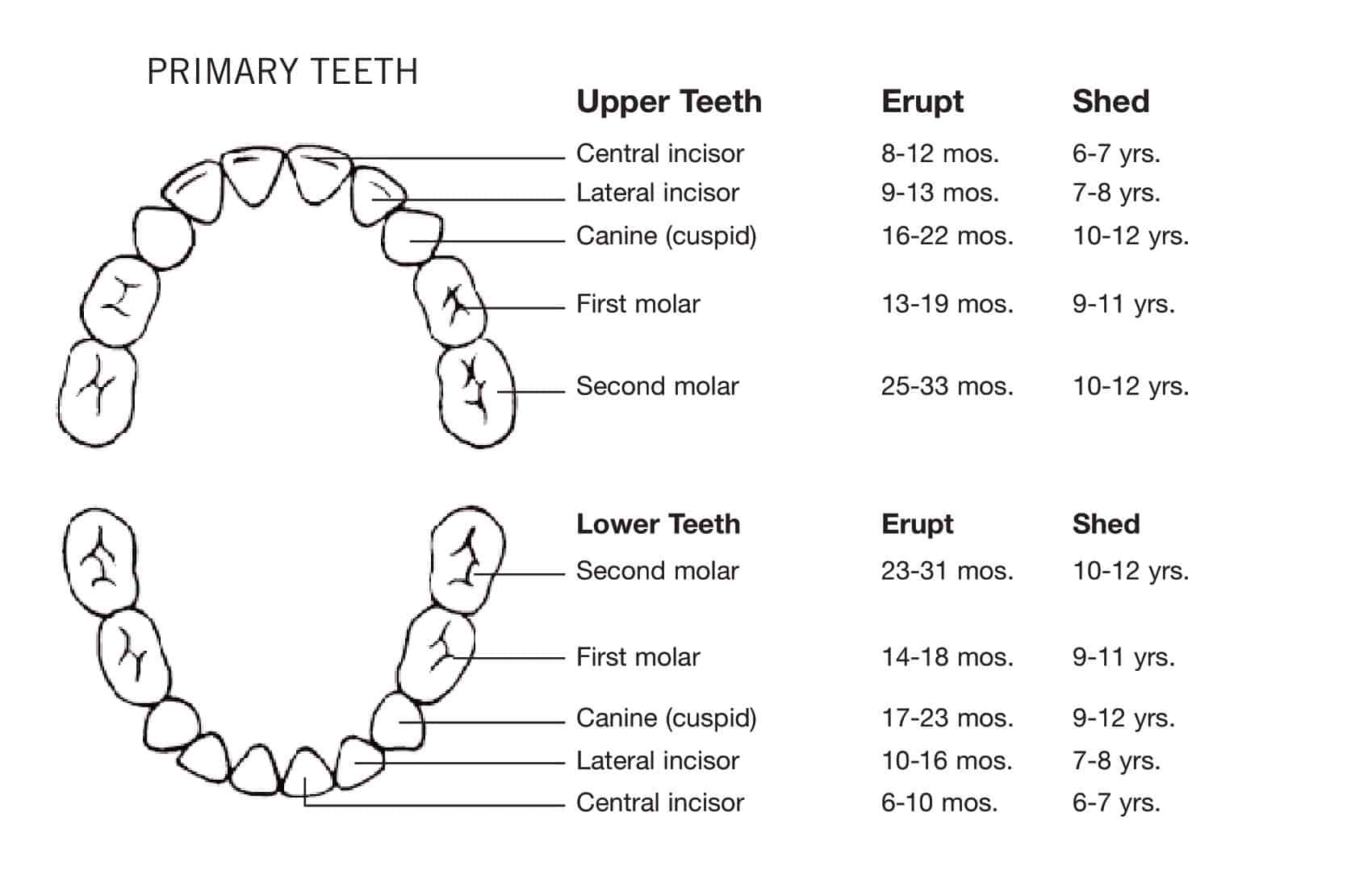 Printable Blank Tooth Chart