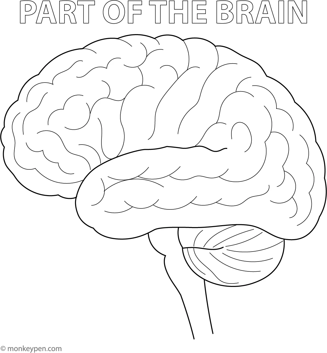 Brainstem Free Printable Color Sheet